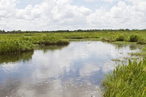 LA, Lafitte, Airboat swamp tour