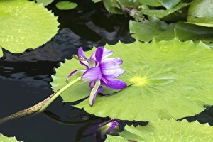 Images Dated 13th July 2012: LA, New Orleans, New Orleans Botanical Garden, Lily Pond with tropical water lilies