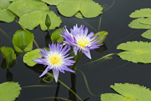 Images Dated 14th July 2012: LA, New Orleans, New Orleans Botanical Garden, Lily Pond with tropical water lilies