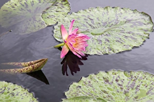 Images Dated 13th July 2012: LA, New Orleans, New Orleans Botanical Garden, Lily Pond with tropical water lilies