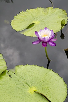 Images Dated 14th July 2012: LA, New Orleans, New Orleans Botanical Garden, Lily Pond with tropical water lilies