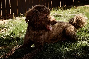 Rick A Brown Prints: Labradoodle in backyard