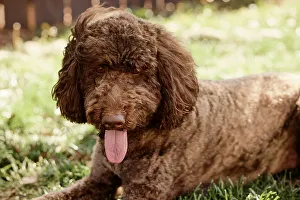 Rick A Brown Prints: Labradoodle in backyard