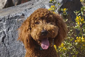 Caring Prints: Labradoodle in a desert garden