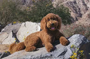 Labradoodle in desert garden