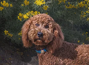 Images Dated 27th April 2019: Labradoodle in desert garden