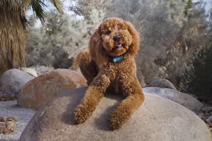 Images Dated 27th April 2019: Labradoodle in desert garden