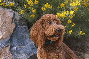 Images Dated 27th April 2019: Labradoodle in desert garden