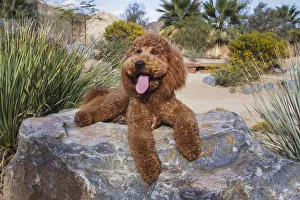 Labradoodle in desert garden