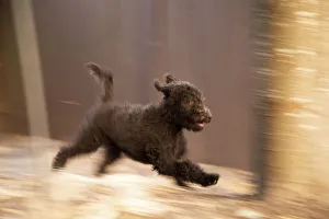 Rick A Brown Prints: Labradoodle puppy running. (PR)
