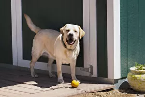 Labrador with orange (PR)