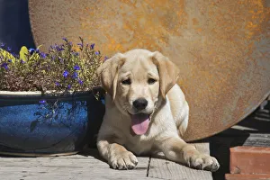 Lying Down Prints: Labrador puppy (PR)