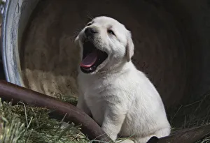 Images Dated 13th August 2021: Labrador retriever puppies