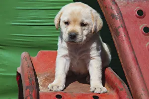 Images Dated 13th August 2021: Labrador retriever puppies
