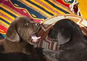 Two Labrador Retriever puppies against Southwestern blankets, one yawning