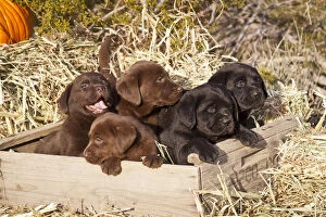 Images Dated 15th December 2006: Five Labrador Retriever puppies in a wooden crate surrounded by hay