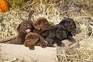 Sporting Group Prints: Five Labrador Retriever puppies in a wooden crate surrounded by hay