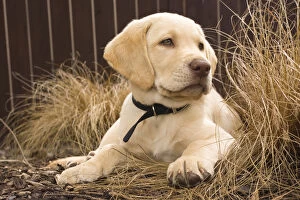 Images Dated 5th August 2007: A Labrador Retriever puppy
