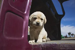 Animal Prints: Labrador retriever puppy
