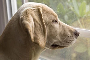 Images Dated 16th September 2007: A Labrador Retriever puppy looking out the window
