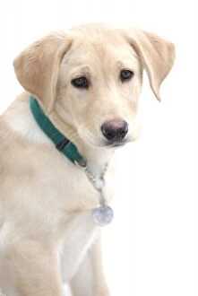 Labrador Retriever Puppy, (MR)