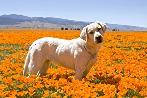 Images Dated 14th April 2008: Labrador Retriever standing in a field of poppies in Antelope Valley California