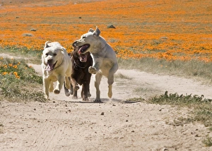 Sporting Group Prints: Three Labrador Retrievers running down a dirt road in Antelope Valley California