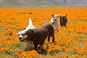 Images Dated 14th April 2008: Four Labrador Retrievers running through a field of poppies in Antelope Valley California