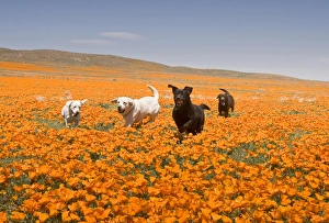 Sporting Group Prints: Four Labrador Retrievers running through poppies in Antelope Valley California