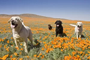Images Dated 14th April 2008: Four Labrador Retrievers standing in a field of poppies at Antelope Valley in California
