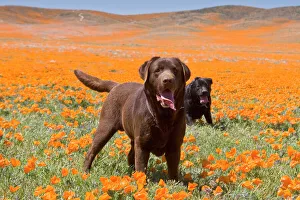 Poppy Prints: Two Labrador Retrievers standing in a field of poppies at Antelope Valley California