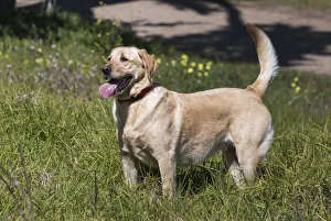 Images Dated 22nd February 2006: Labrador sees something of interest (PR)