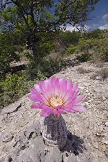 Images Dated 11th April 2005: Lace Cactus, Echinocereus reichenbachii, blooming, Uvalde County, Hill Country, Texas