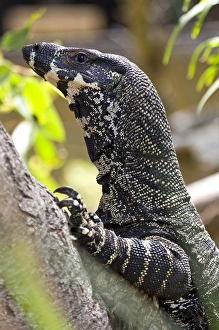Queensland Prints: Lace Monitor Varanus varius Queensland, Australia