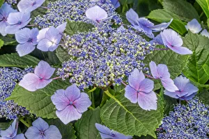Lavender Prints: Lacecap Hydrangea