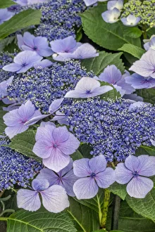 Lacecap Hydrangea