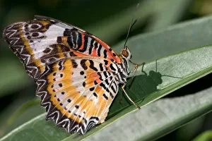A lacewing butterfly at the Butterfly Farm on St. Martin