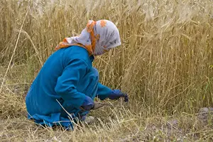 Barley Prints: Ladakh woman harvesting barley, Leh, Ladakh, India