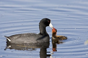 Images Dated 3rd June 2006: Ladd Marsh Wildlife Area, Oregon, an American Coot (Fulica americana) accompanying