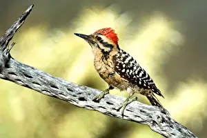 Cholla Prints: A ladder-backed woodpecker perched on a Cholla cactus Ladder-backed woodpecker
