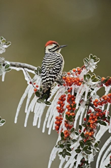 Berry Prints: Ladder-backed Woodpecker (Picoides scalaris)