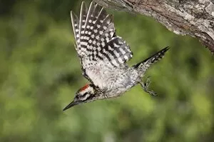 Images Dated 23rd June 2006: Ladder-backed Woodpecker, Picoides scalaris, male in flight leaving nesting cavity