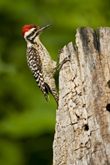 Images Dated 13th May 2012: Ladder-backed Woodpecker (Picoides scalaris) male feeding on stump, central Texas
