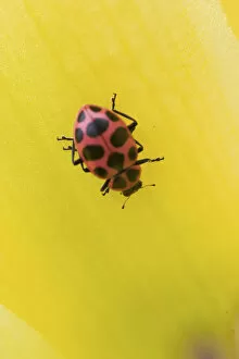 Images Dated 24th June 2004: Lady Beetle, Coleomegilla maculata, Kentucky