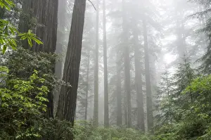 Places Prints: Lady Bird Johnson Grove, Prairie Creek Redwoods State Park