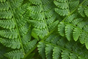 Lady-fern (Athyrium filix-femina)