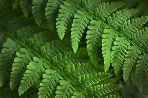 Images Dated 15th March 2019: Lady Fern (Athyrium filix-femina)