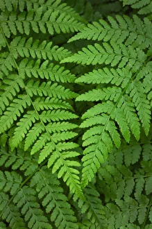 Images Dated 15th March 2019: Lady Fern (Athyrium filix-femina)