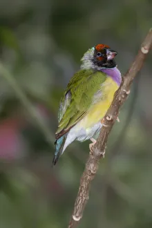 Australia Prints: Lady Gouldian finch, Australia