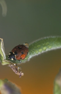 Images Dated 3rd December 2004: Ladybug asleep on flower, Portland, Oregon